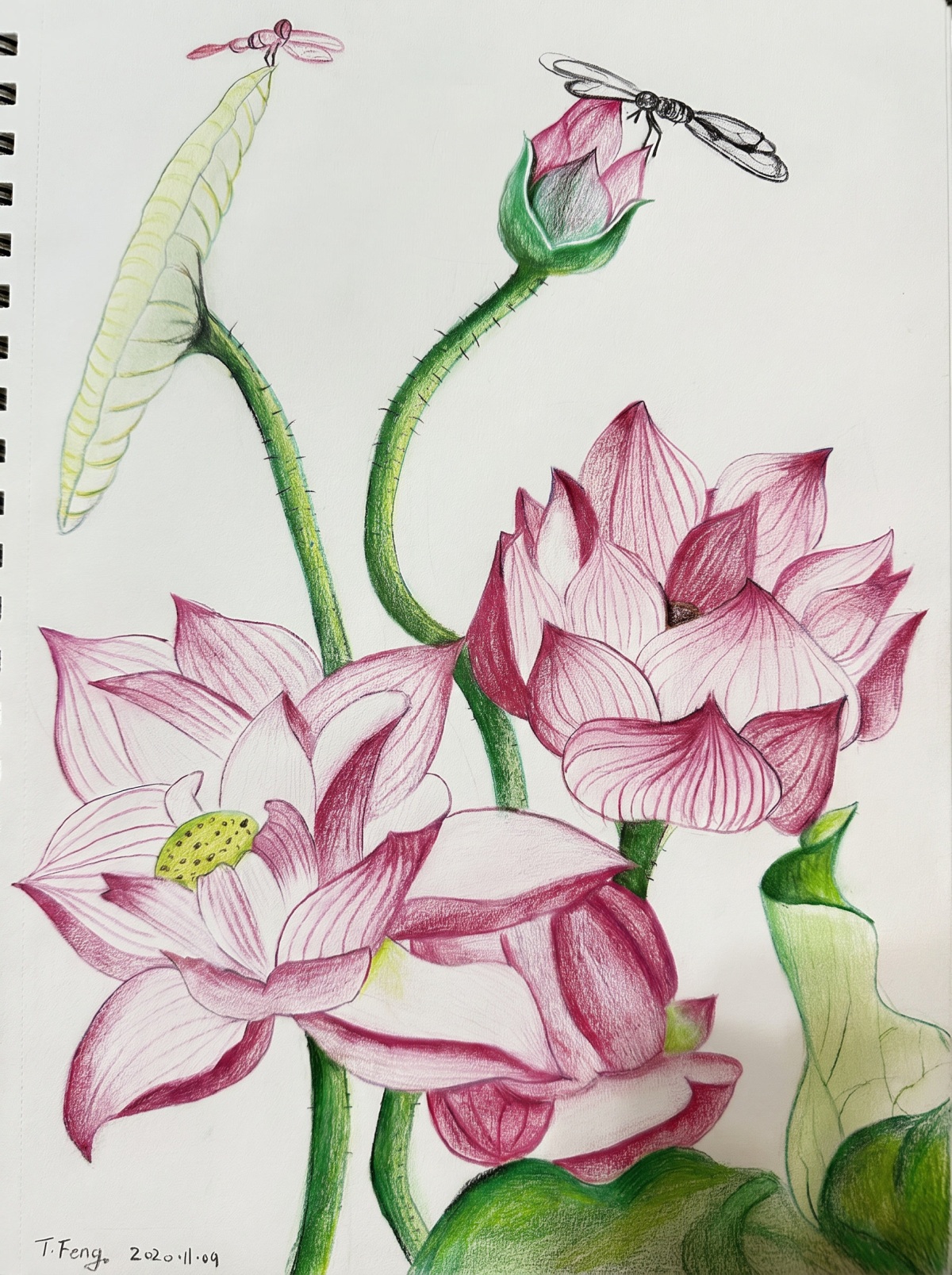 Lotus & Dragonflies