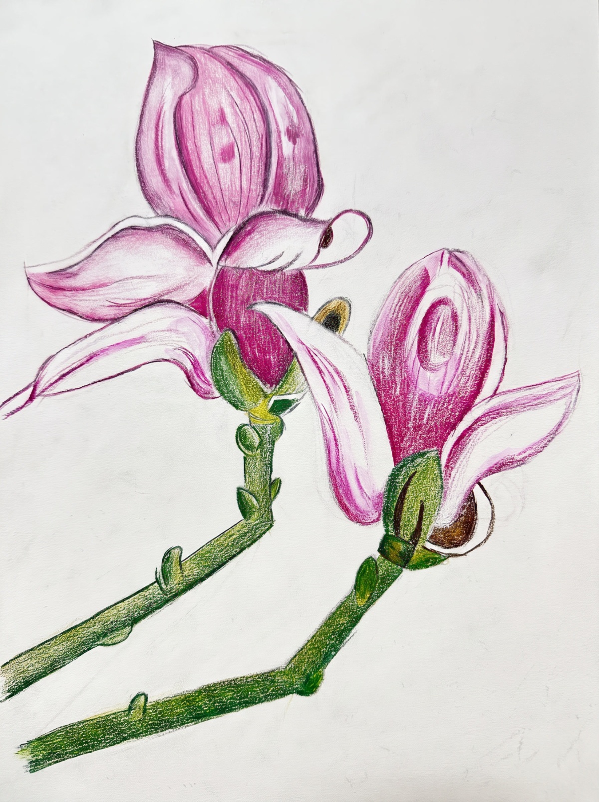 Magnolia Branch