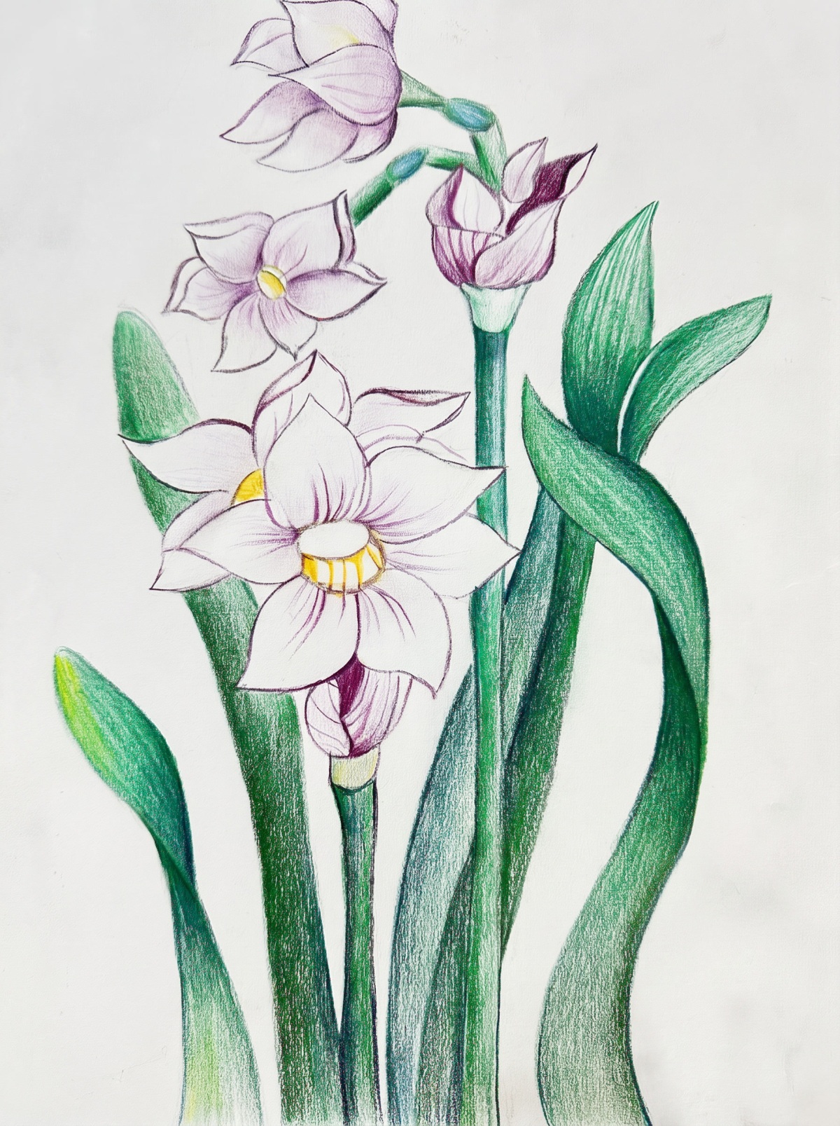 Narcissus