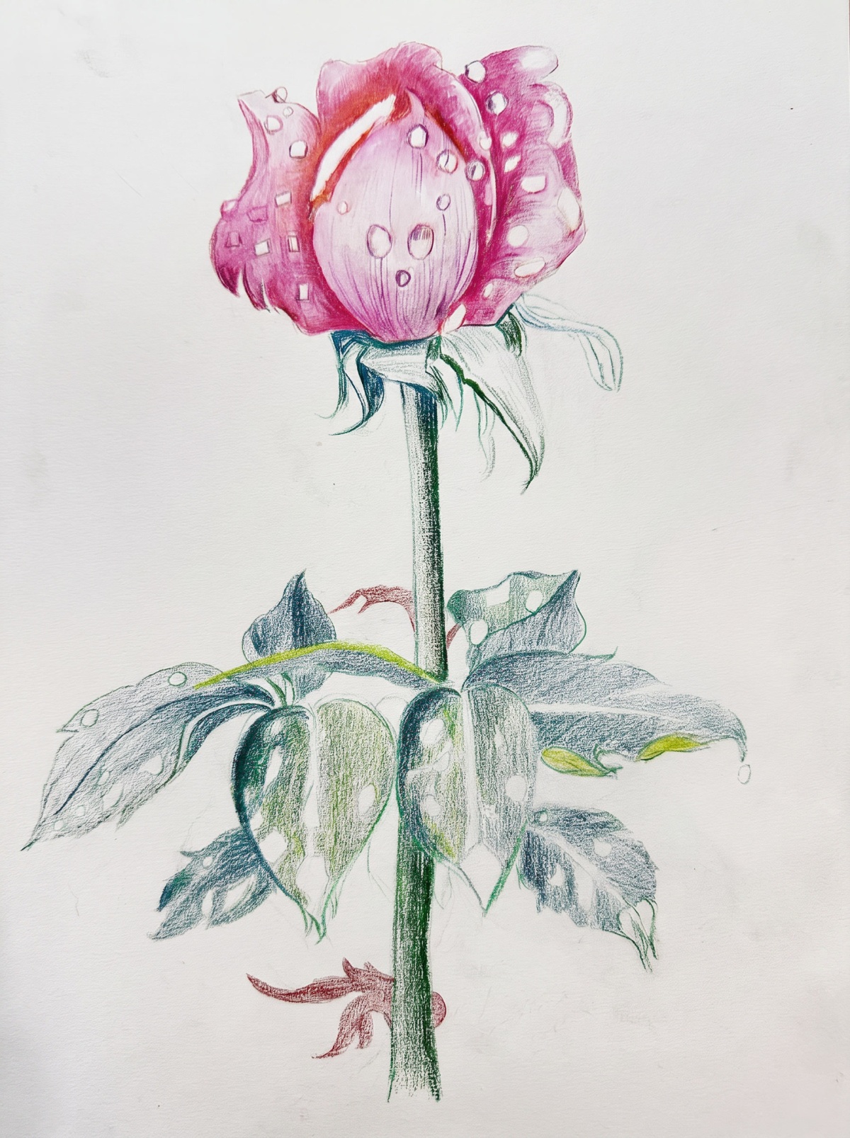Peony with Dewdrops