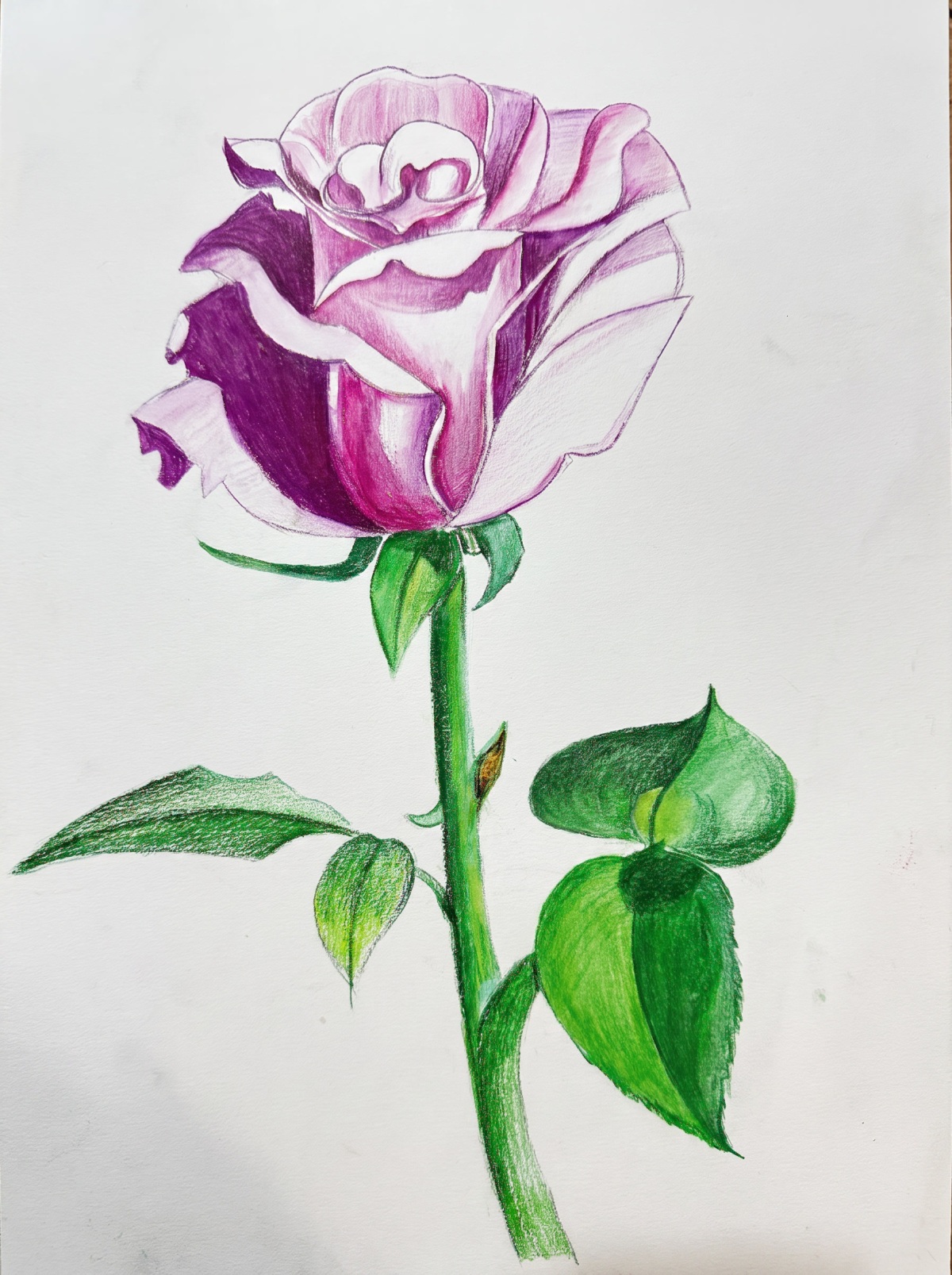 Purple Rose