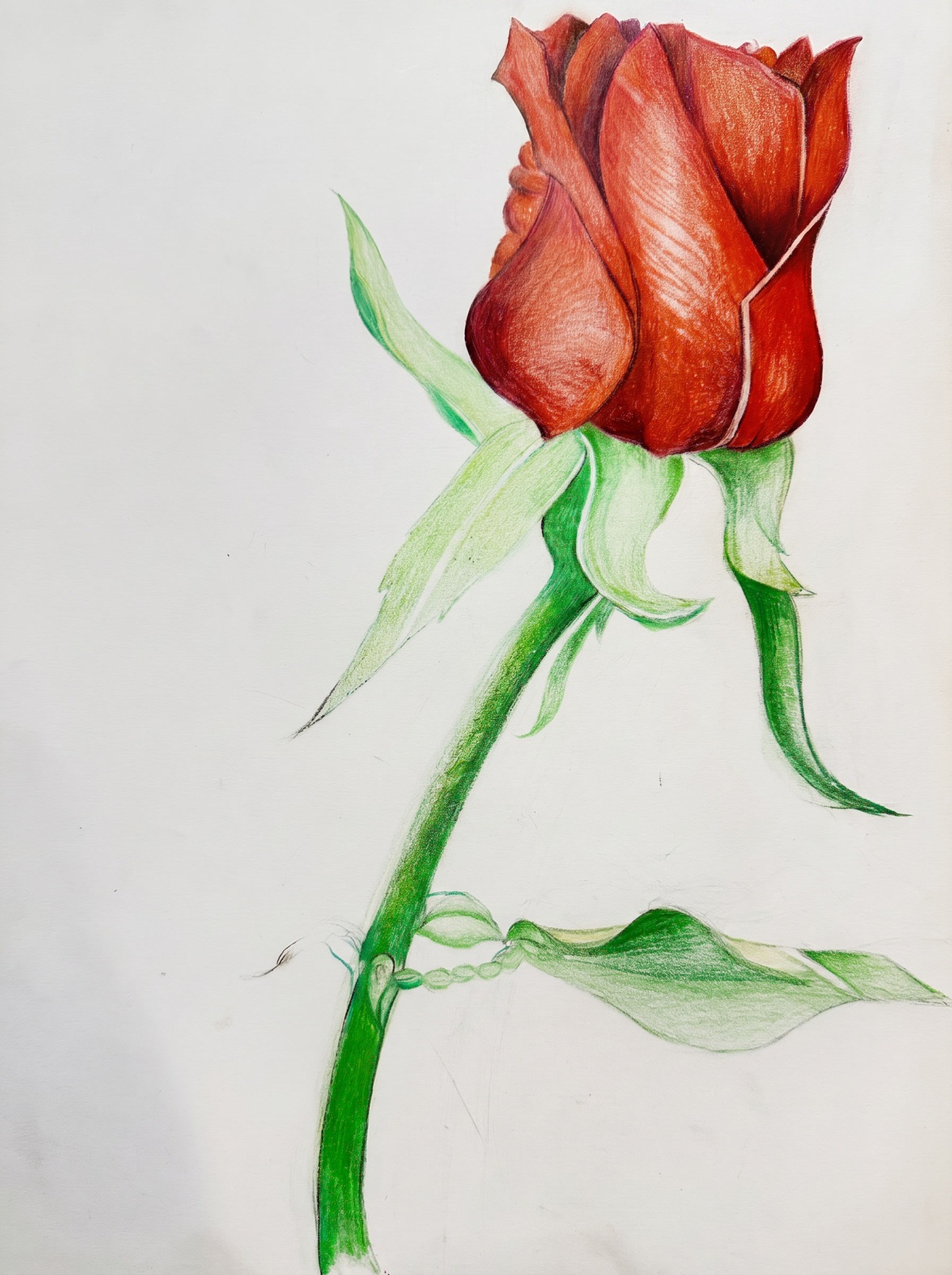 Red Rose Bud