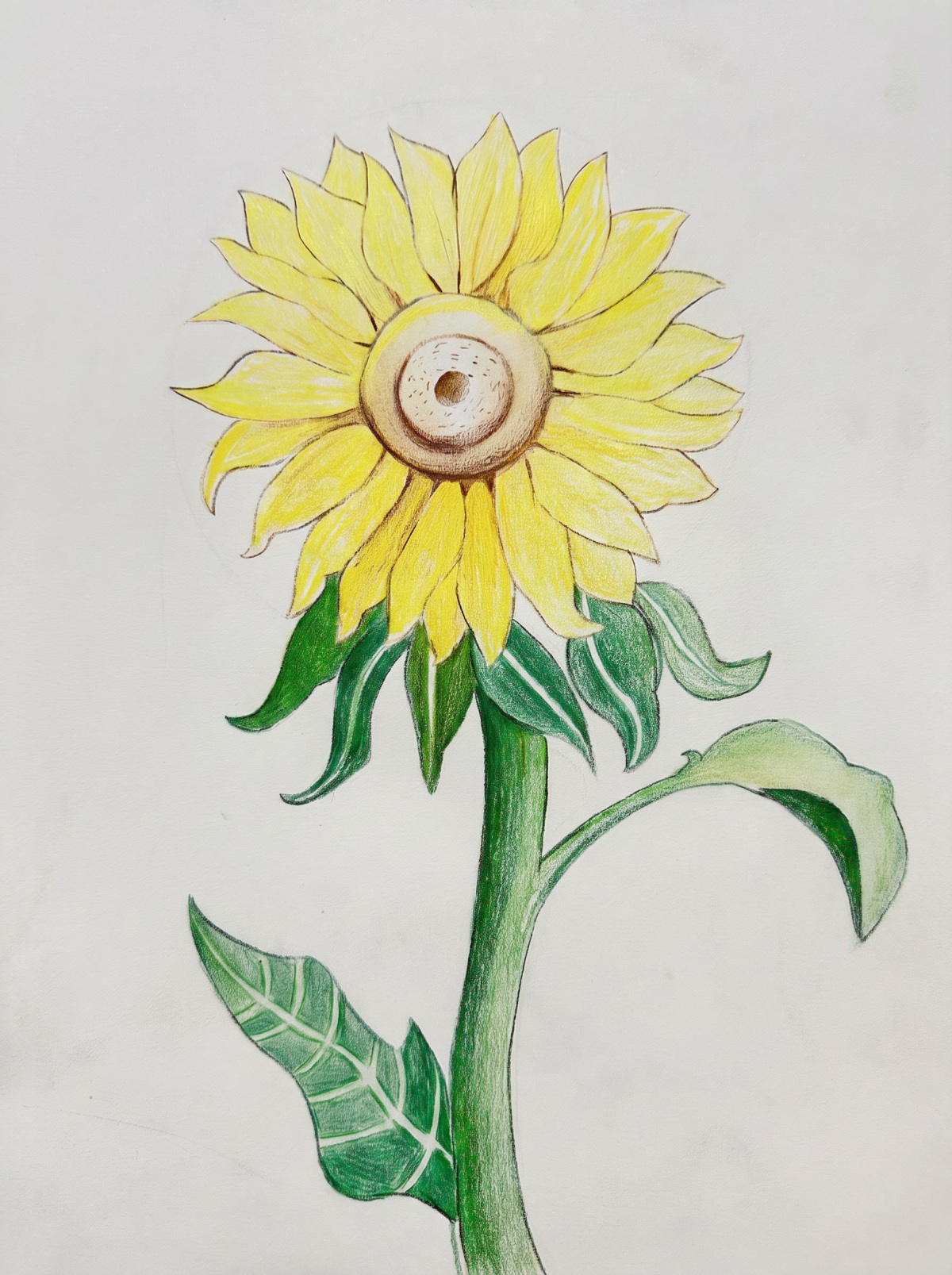 Sunflower