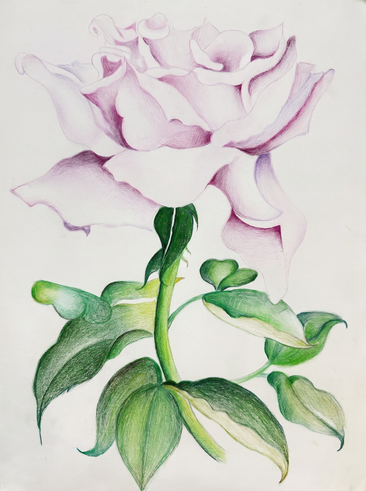White Rose