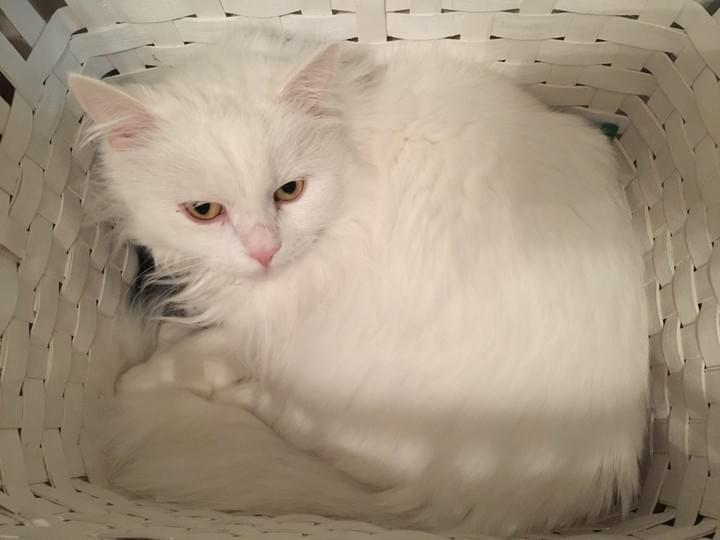 Cat basket