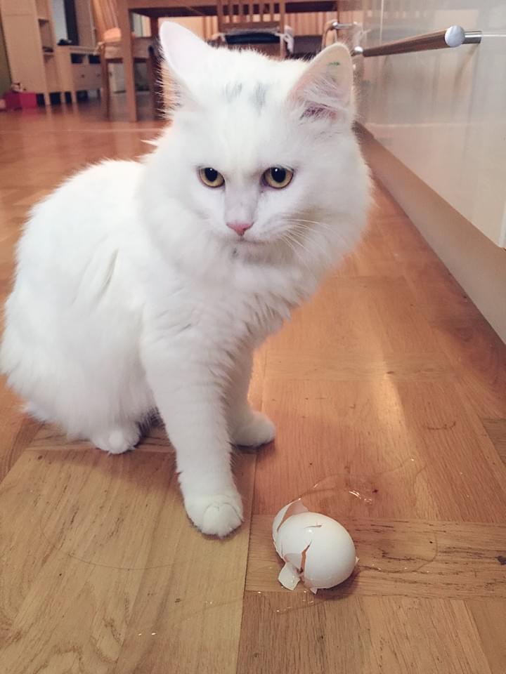 How do I eat this?