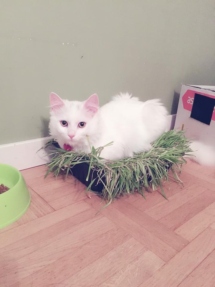 Cat grass, eat? sleep?