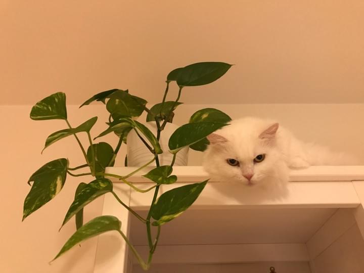 Hide-and-seek?