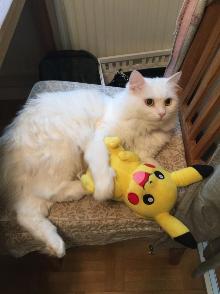 See, I caught a Pokémon