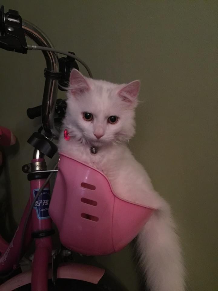 Let's go for a ride